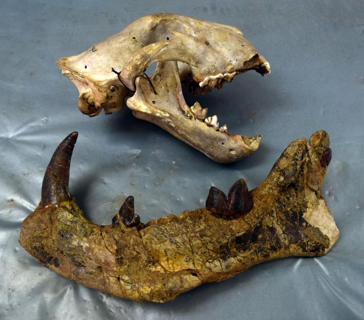 Una mandíbula de león comparada con la de Simbakubwa/ FOTO: MATTHEW BORTHS