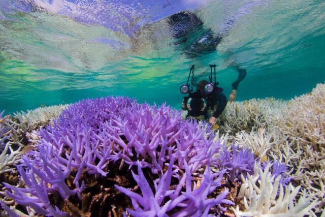 Adobe y Pantone están trabajando para salvar los arrecifes de coral