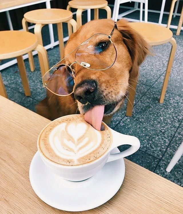 Resultado de imagen para cafe y mascotas