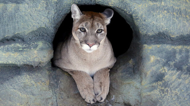 Declaran extinto Puma del este ⋆ NotiBoom: Noticias al momento