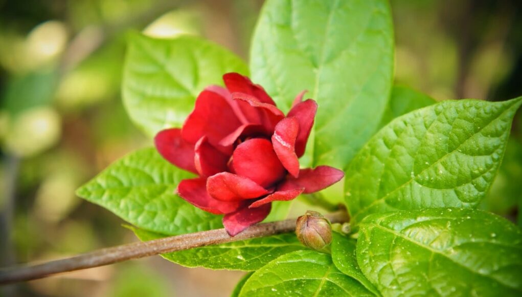 Flor de jamaica
