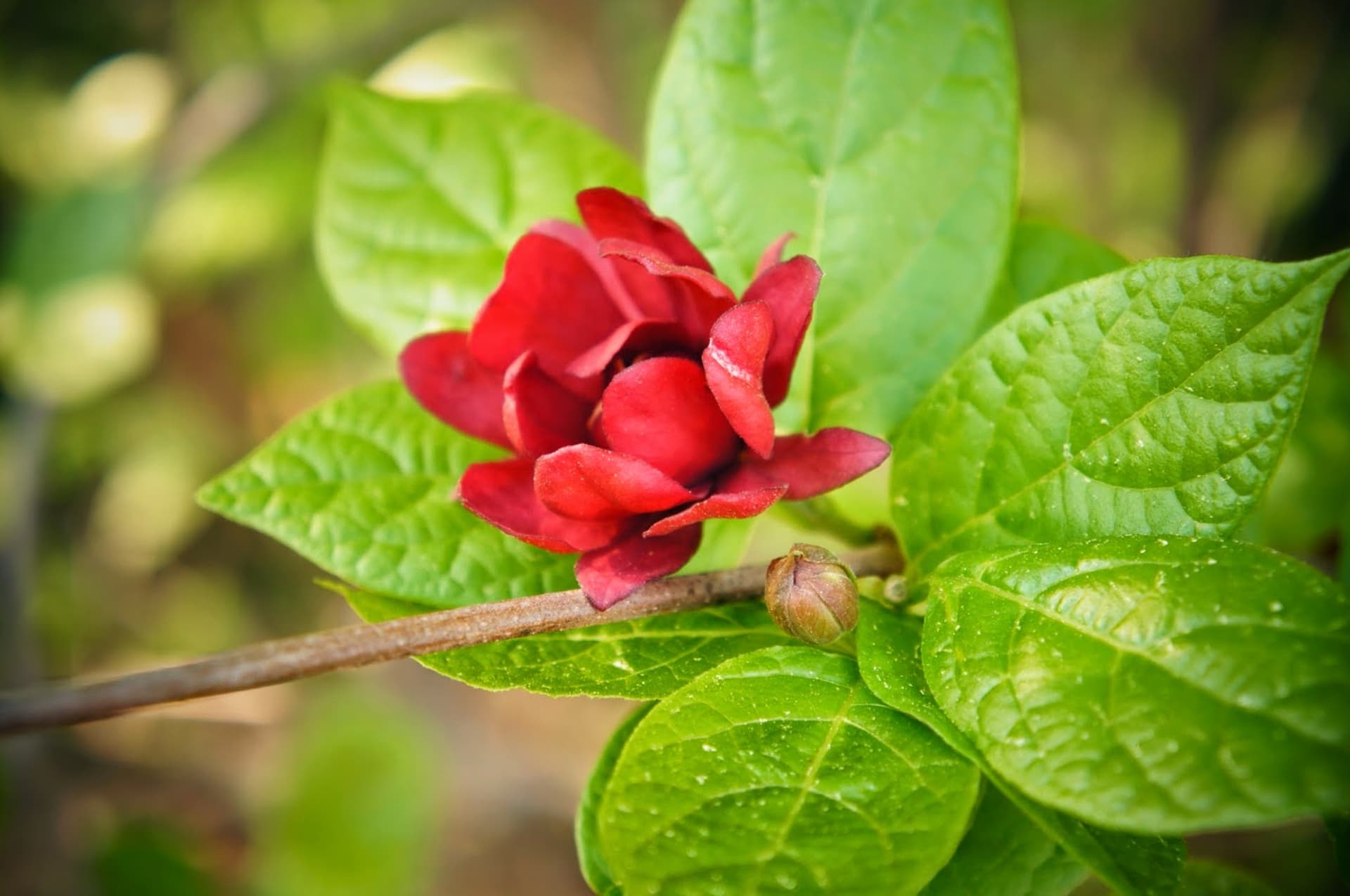 Flor de Jamaica: conoce sus poderosas propiedades antibacterianas