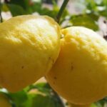 Sembrar árbol de limón
