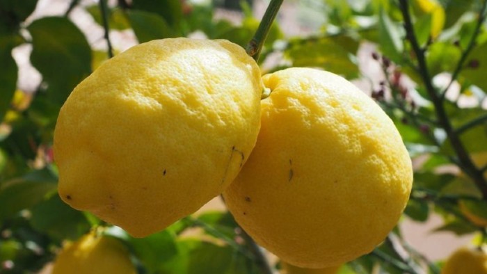 Sembrar árbol de limón