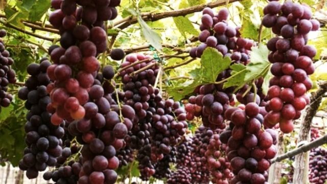 cultivar uvas